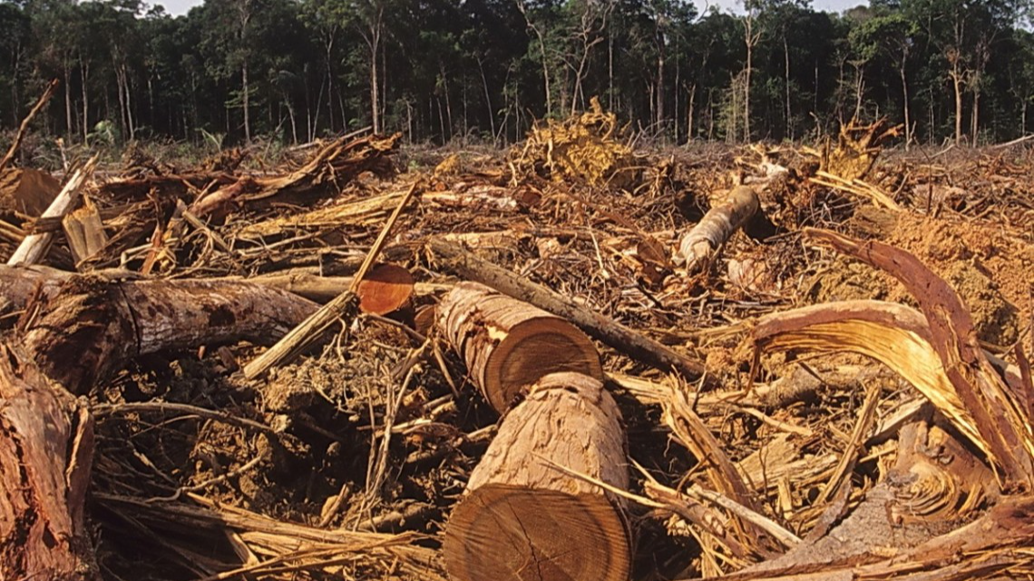 На Волині керівник фірми незаконно вирубав ліс на понад 400 тисяч гривень