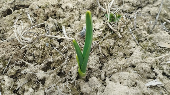 Що зробити з озимим часником одразу після зими: поради для хорошого врожаю