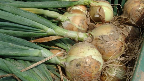 Озима цибуля буде великою і без стрілок: обов’язково внесіть це підживлення