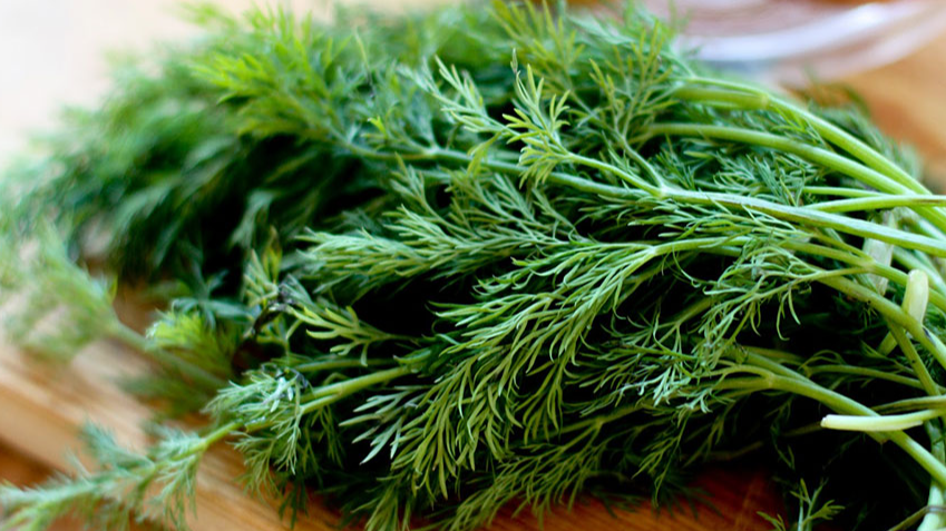 Кріп виросте густою "щіткою": настій з одного інгредієнта допоможе отримати рясний врожай