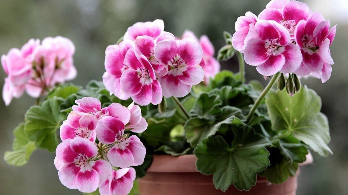 Одна ложка з кухні — і герань зацвіте навіть узимку: простий трюк квітникарів