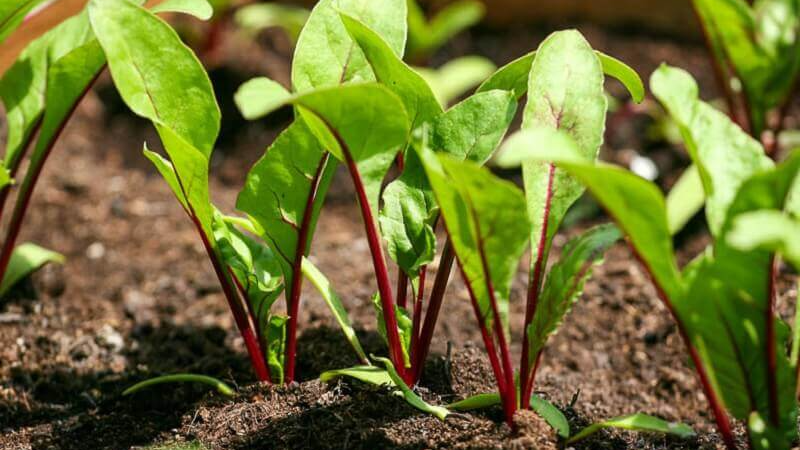 Чим підживити буряк навесні: секрет великого врожаю