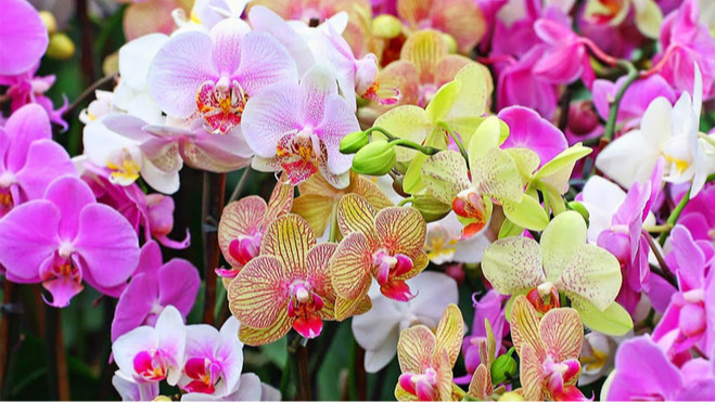 Орхідея буде випускати квітконоси один за одним: чудодійне підживлення, яке діє миттєво