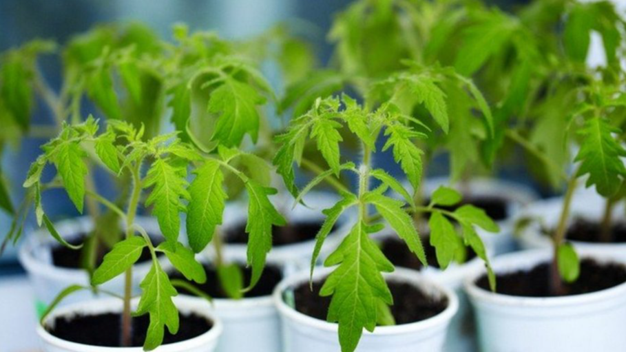 Урожай буде рекордним: чим полити розсаду помідорів, щоб швидко росла