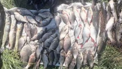 Волинянка торгувала рибою без документів: як її покарали