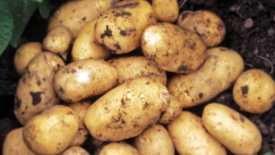 Буде рекордний урожай: який найкращий сорт картоплі у 2026 році