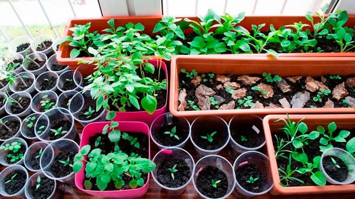 Розсада без хвороби: як захистити рослини від “чорної ніжки”