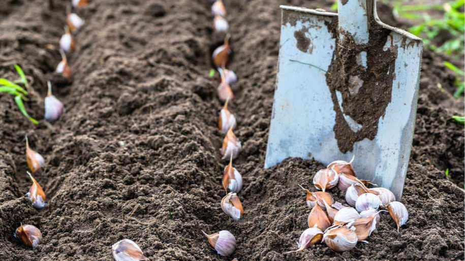 Коли садити ярий часник у квітні-травні 2026: місячний посівний календар