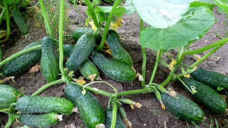 Огірки можу пропасти повністю: що їм шкодить