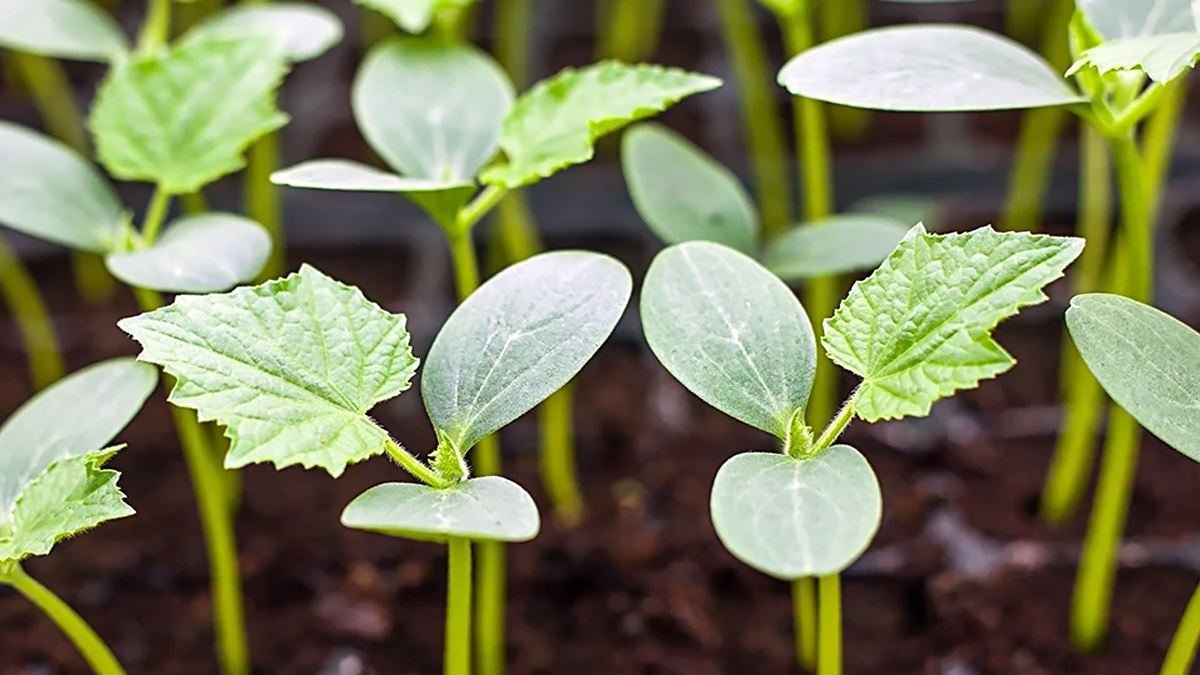 Коли садити огірки у 2026 році: точні терміни, поради та секрети високого врожаю