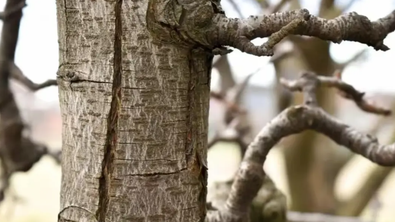 Зимові рани саду: як виглядають морозні тріщини на корі дерев та як їх врятувати