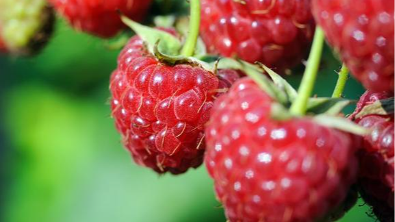 300 кілограмів з невеликої ділянки: як приготувати добриво для малини навесні