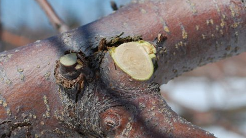 Весняна обрізка саду: як і чим треба обробляти зрізи на деревах