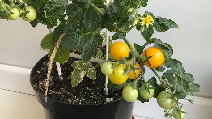Як виростити помідори на підвіконні простий спосіб