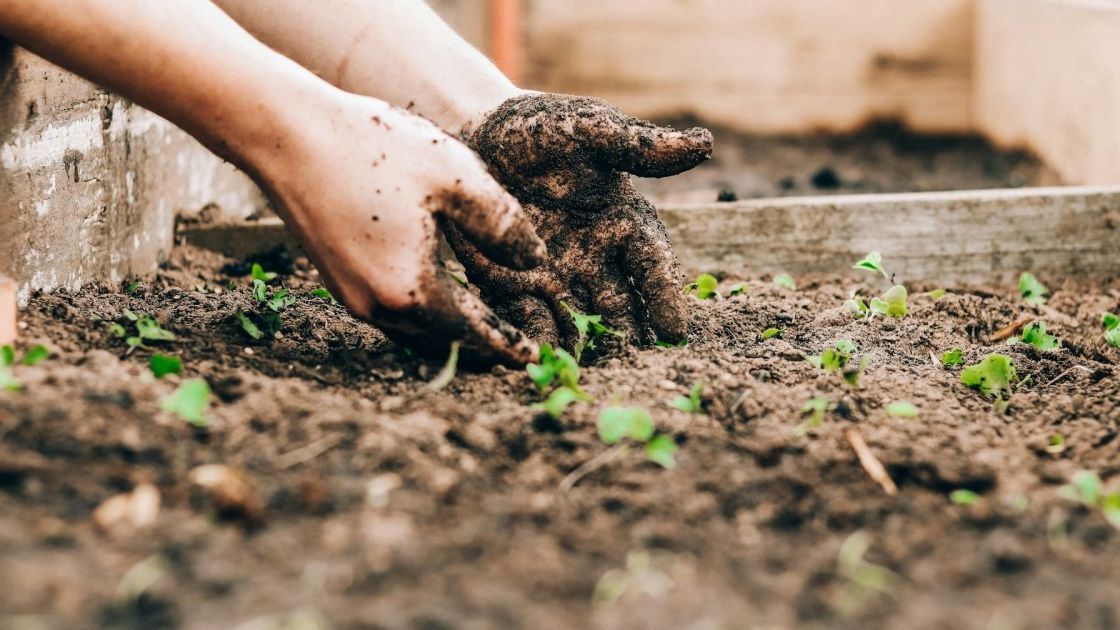 Їх треба садити у квітні: які квіти гарантовано приживуться і зацвітуть