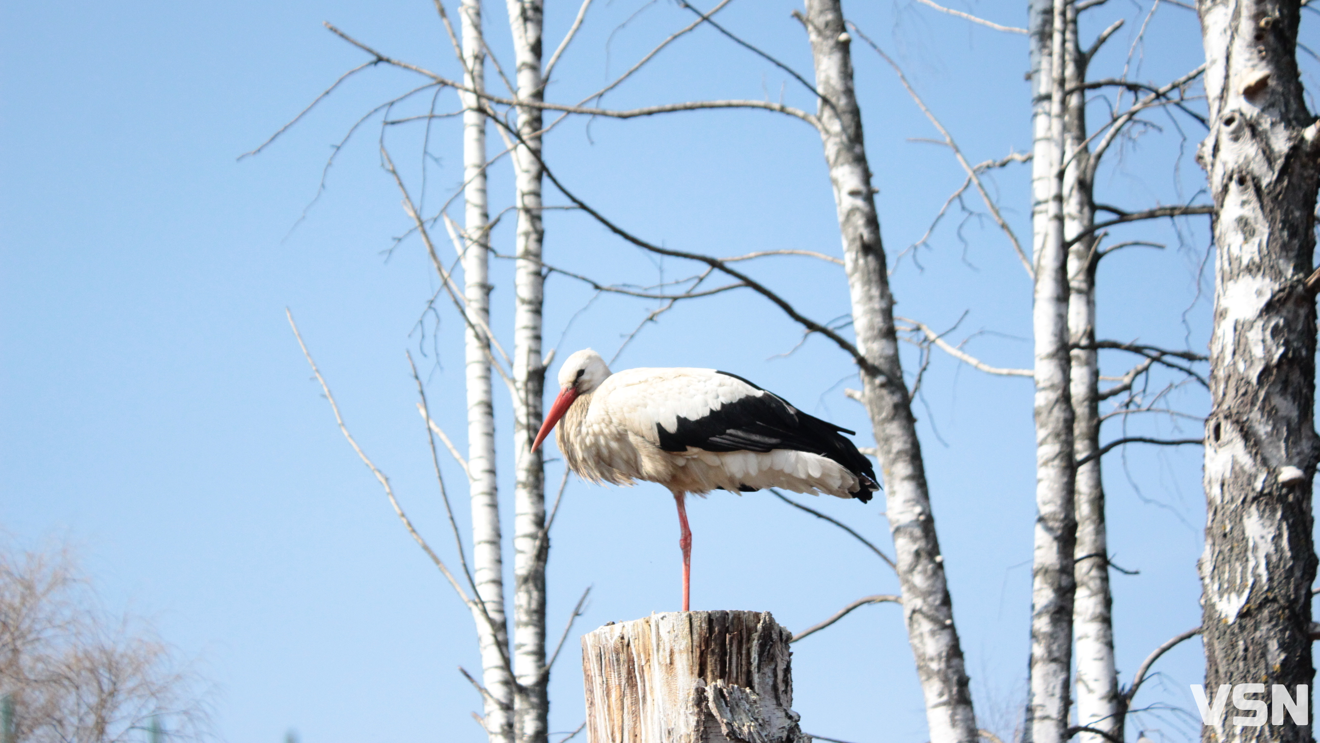 Сонячно, але вітряно: прогноз погоди на Волині на 15 березня