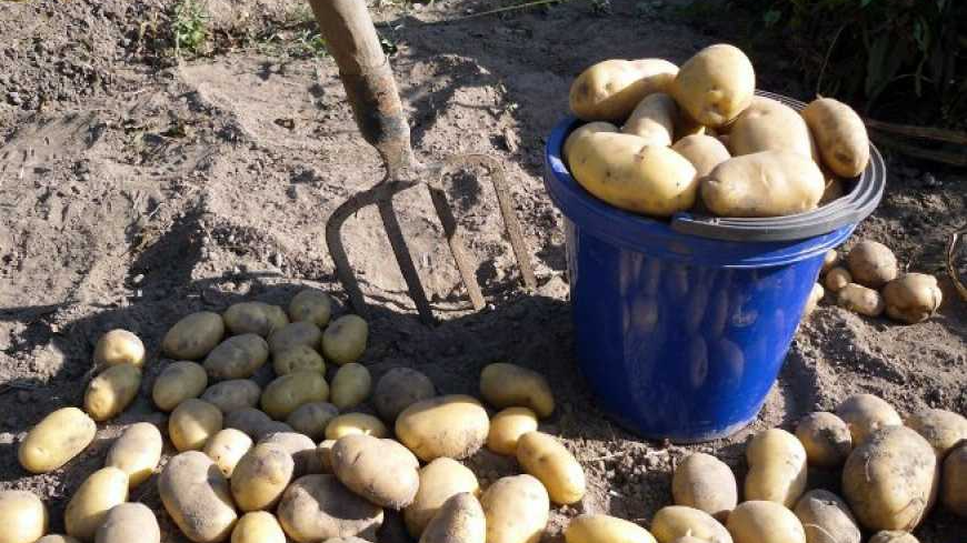 Новий урожай: що посіяти після картоплі, щоб відновити ґрунт