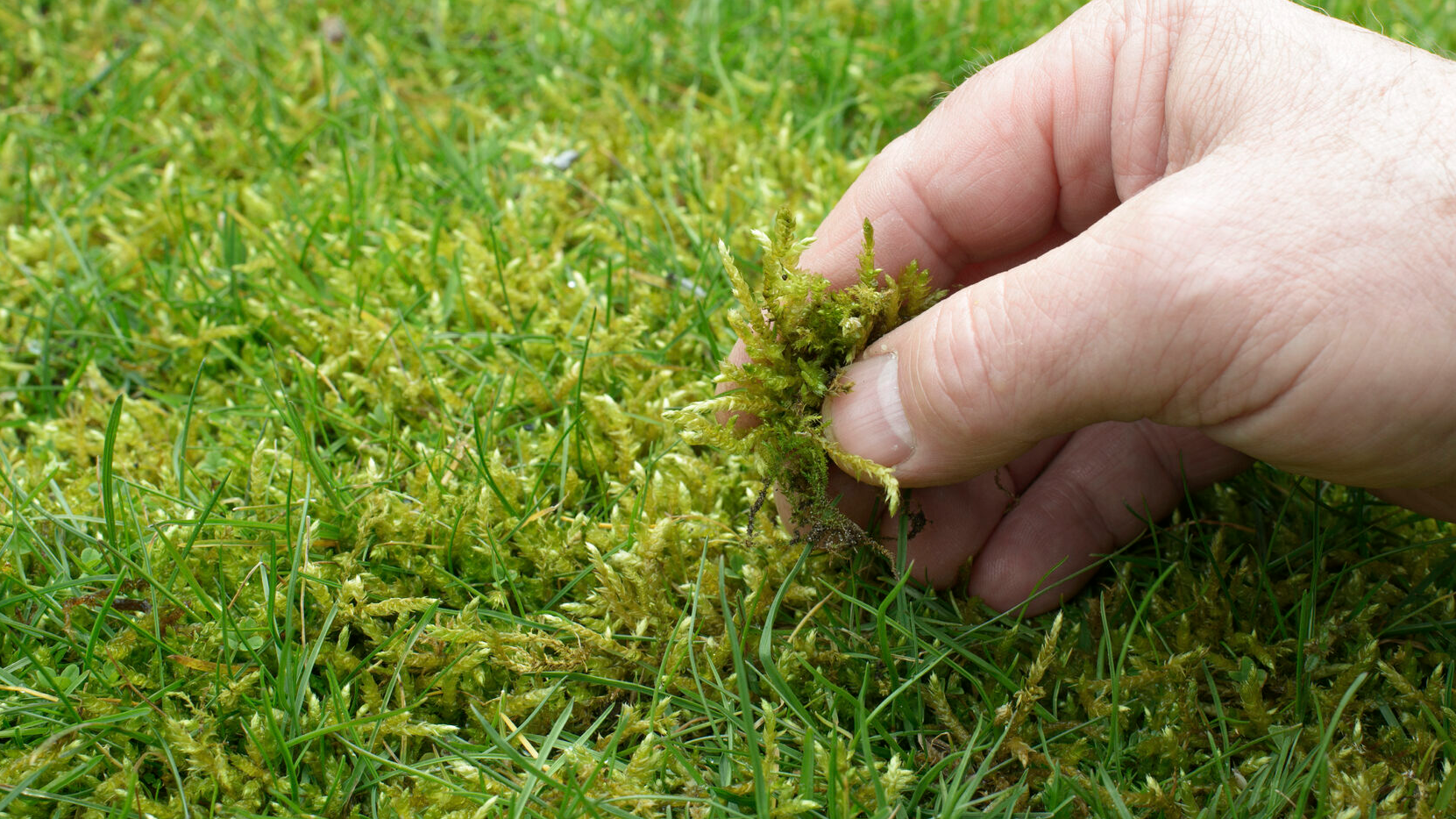 Один простий засіб допоможе: як вивести мох з газону