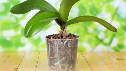 Орхідея довго не цвіте: є незвичний спосіб за допомогою фрукта