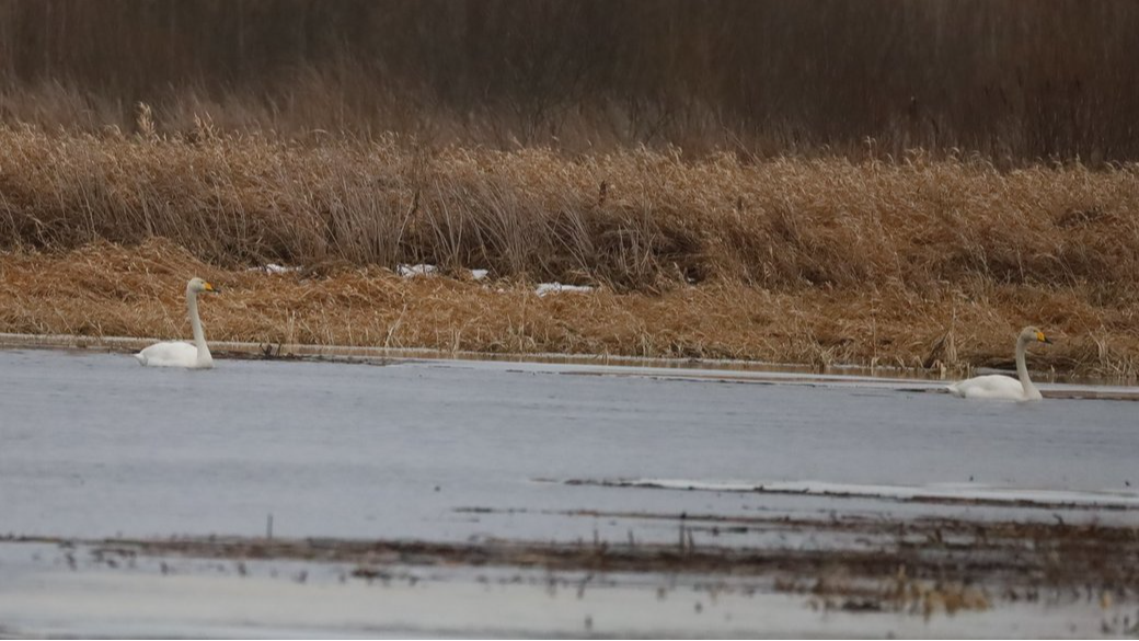 Залишилися зимувати: у нацпарку на Волині помітили пару лебедів-кликунів
