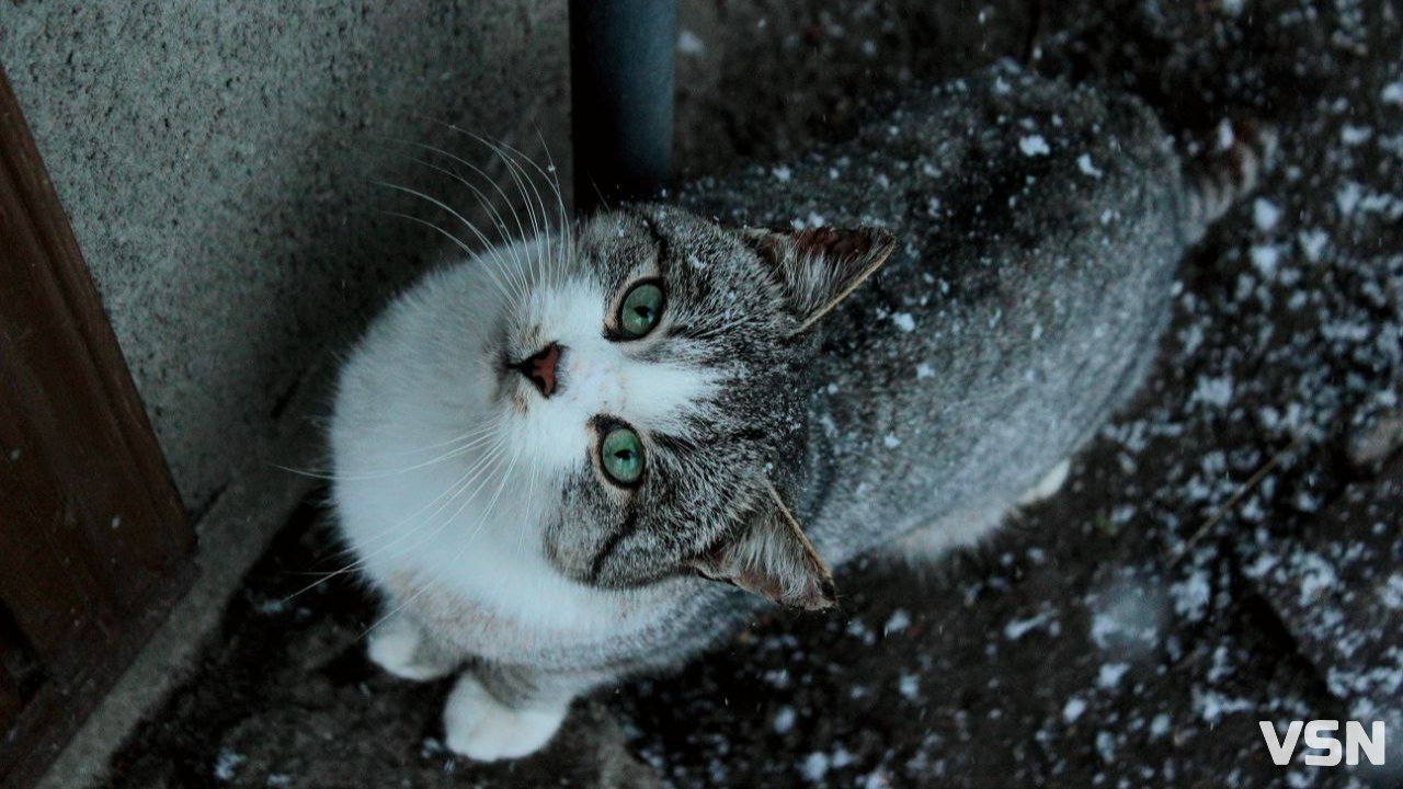 Штормове попередження: 22 та 23 листопада Волинь накриє мокрий сніг та мороз