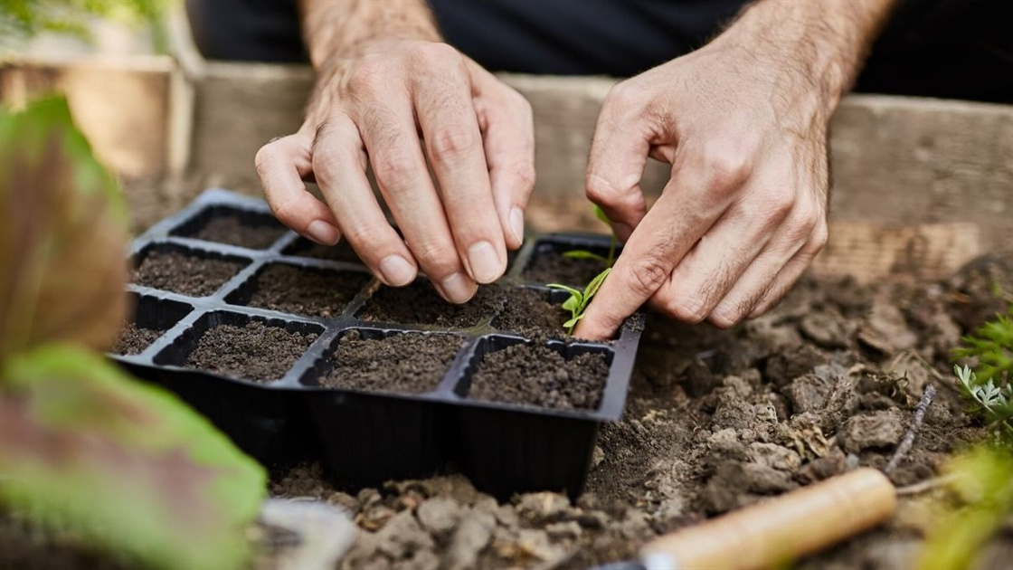 Повний місячний посівний календар на березень 2026 року: не пропустіть ці дні