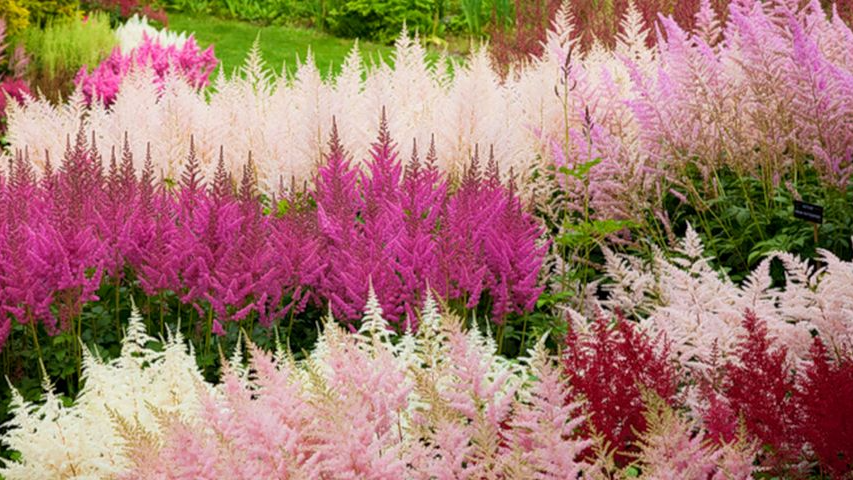 Чудово ростуть у тіні: які квіти посадити за будинком і біля паркану