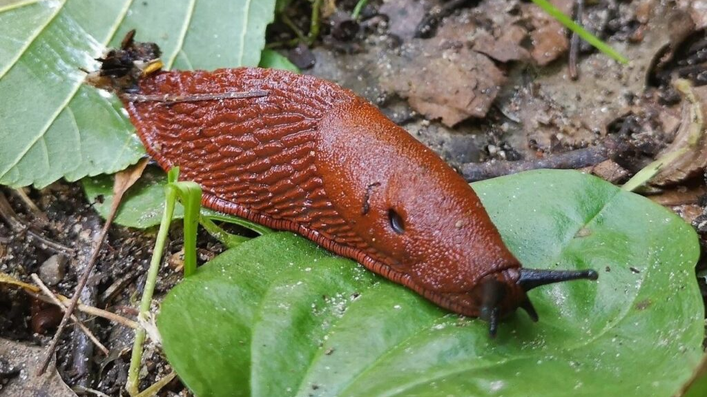 Головний ворог слимаків: яка рослина очищує сад від шкідників