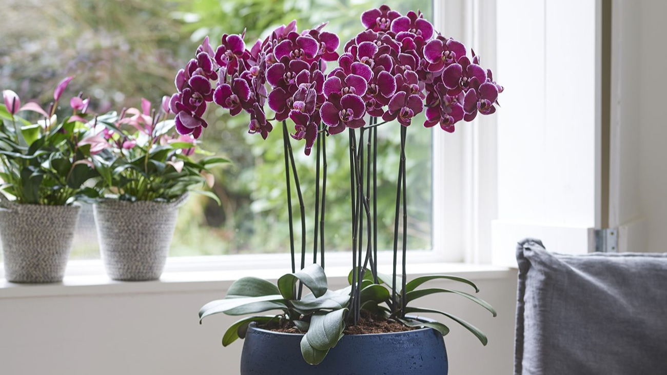 Найкращий активатор росту для орхідей: цей засіб точно є у вас під рукою