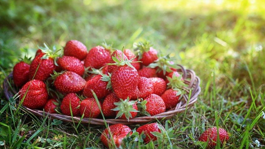 Щоб полуниця не загинула: поради з весняного догляду