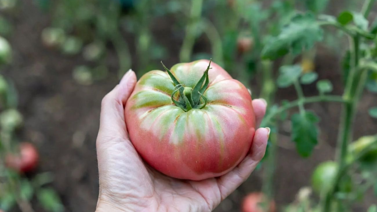 Не дайте фітофторі шансу: як завчасно врятувати врожай помідорів
