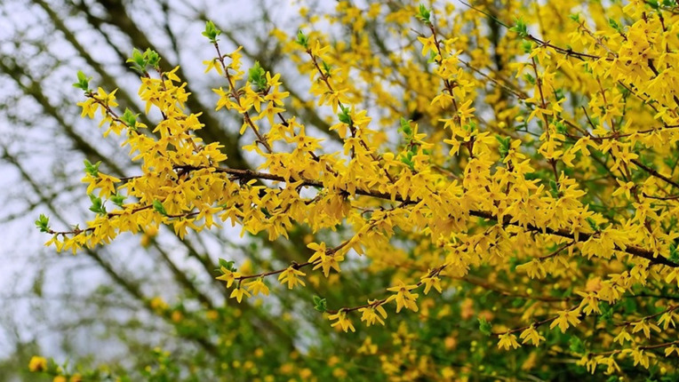 Тепло до +18° і без дощів: коли на Волині зміниться погода