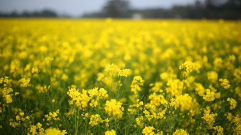 Урожайність ґрунту зросте: що варто посіяти ранньою весною