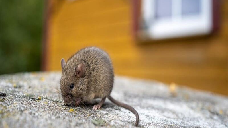 Як у березні захистити будинок від щурів і мишей
