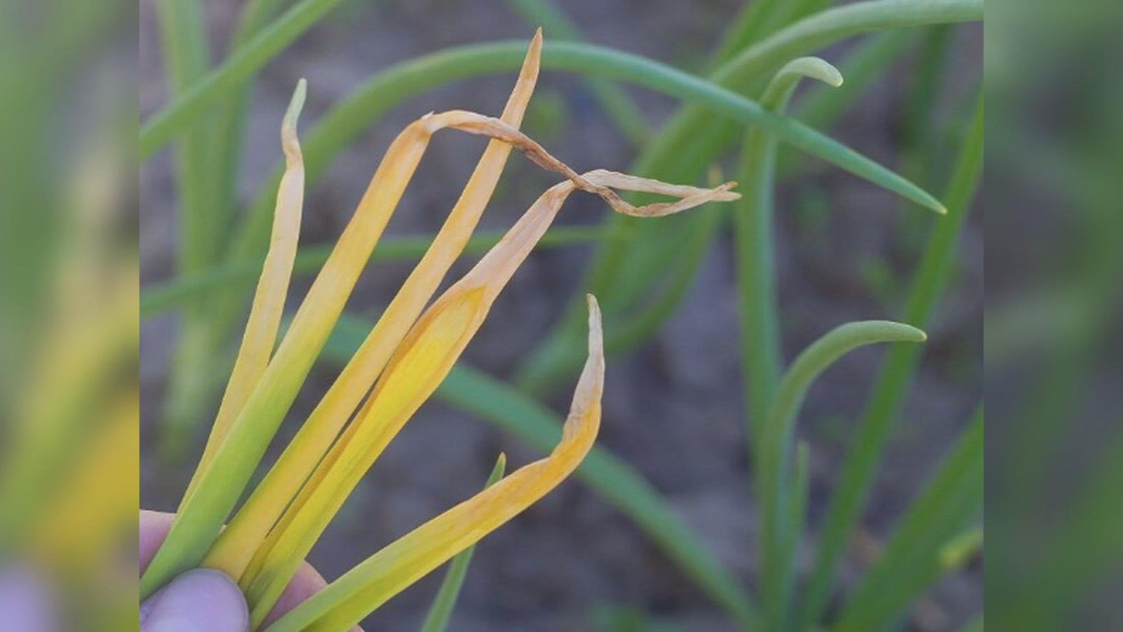 Часник та цибуля жовтіє: як приготувати розчин, щоб вони відновилися
