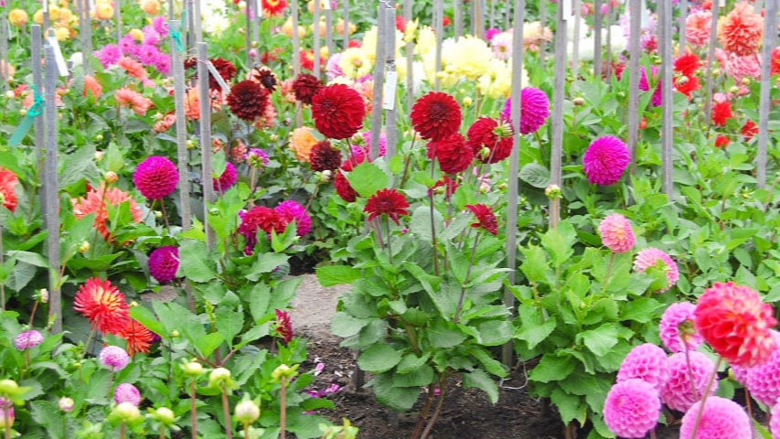 Жоржини перестали цвісти: три способи відновити квітучість до осені