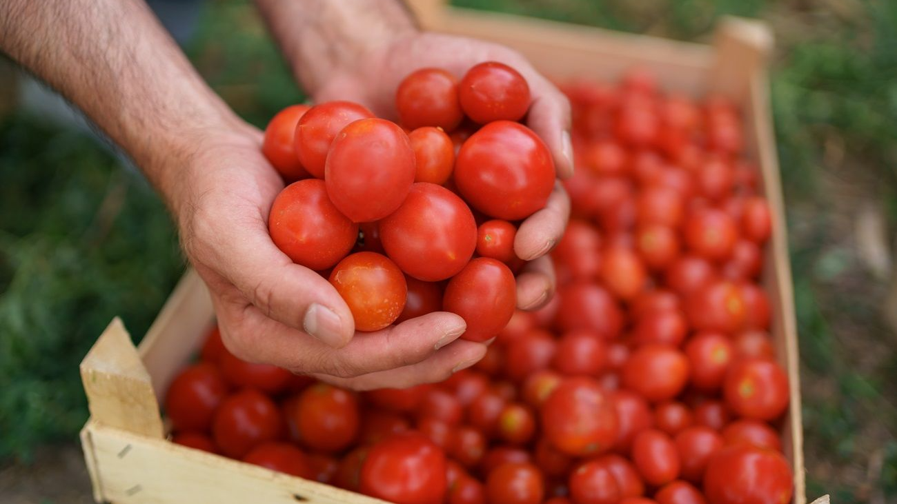 П’ять найврожайніших сортів помідорів: який посадити у 2026 році