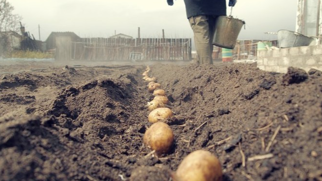 Коли садити картоплю у травні 2025 року: найкращі дні