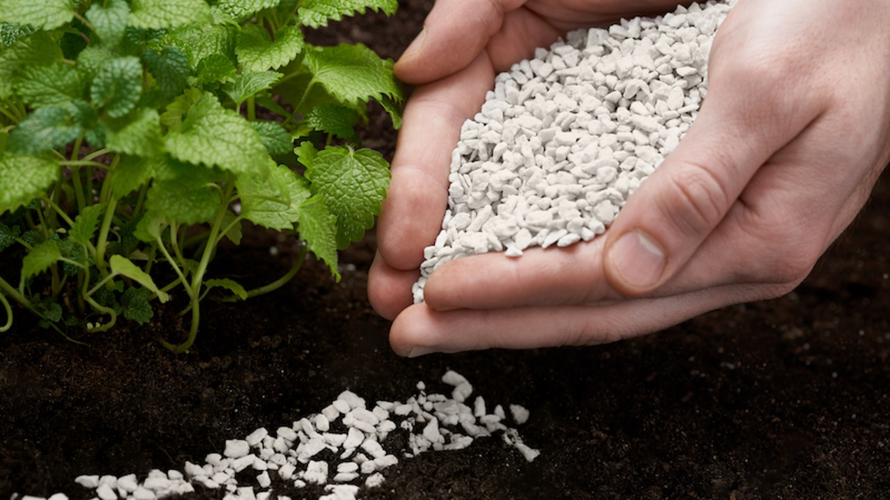 Селітра чи сульфат магнію: що обрати для весняного підживлення