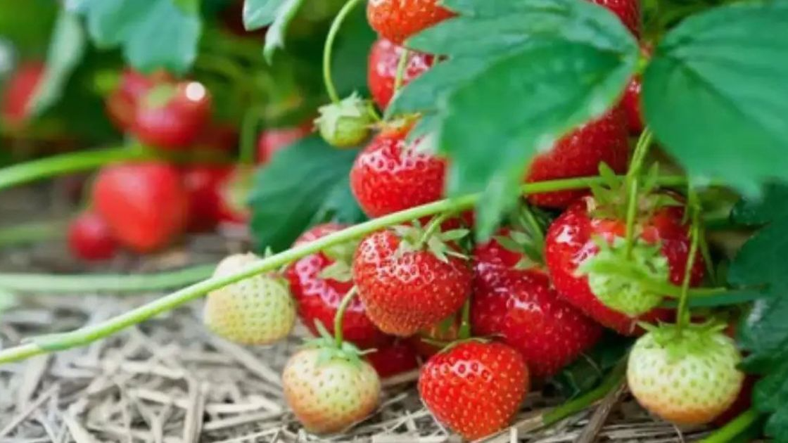 Урожай полуниці буде великим та соковитим: можна додати незвичне добриво