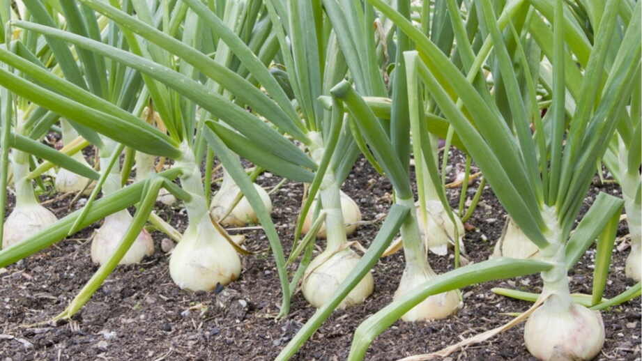 Цибуля буде, як кулак: які старі та перевірені методи використати для гарного врожаю