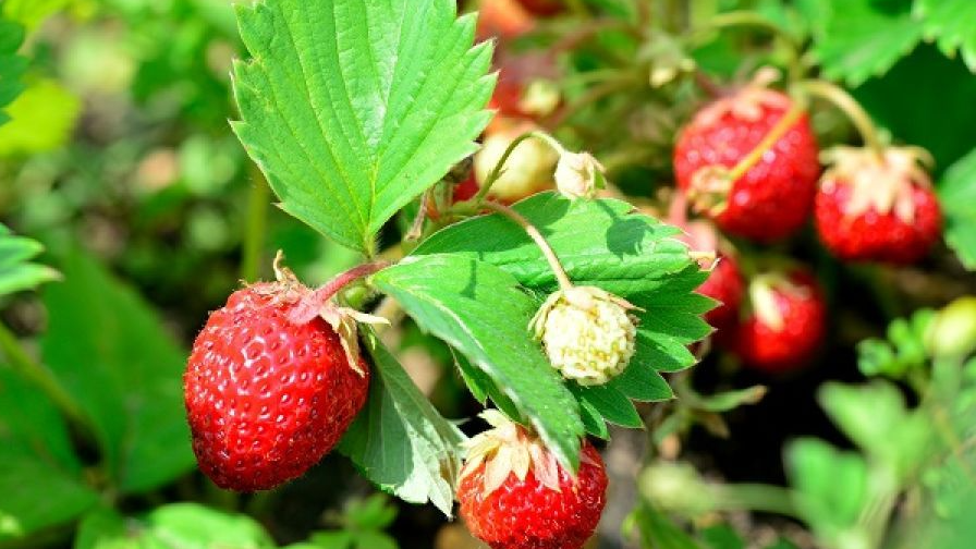 Полуниця буде великою і солодкою: найкращі весняні підживлення