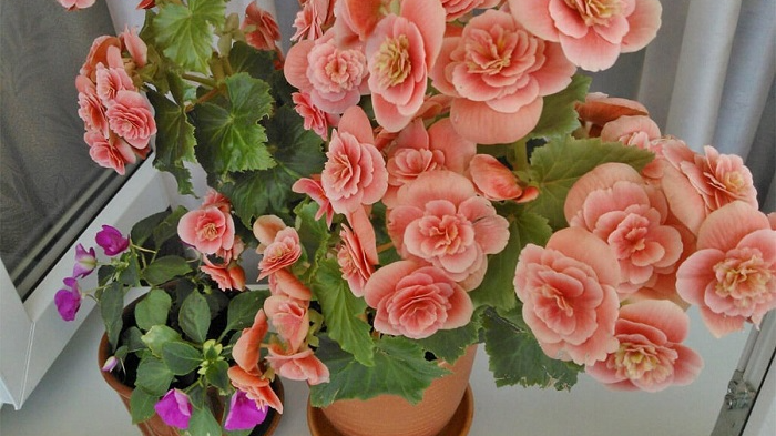 Бегонія вкриється квітами: як у домашніх умовах підживити цей вазон, щоб він почав безперервно квітнути