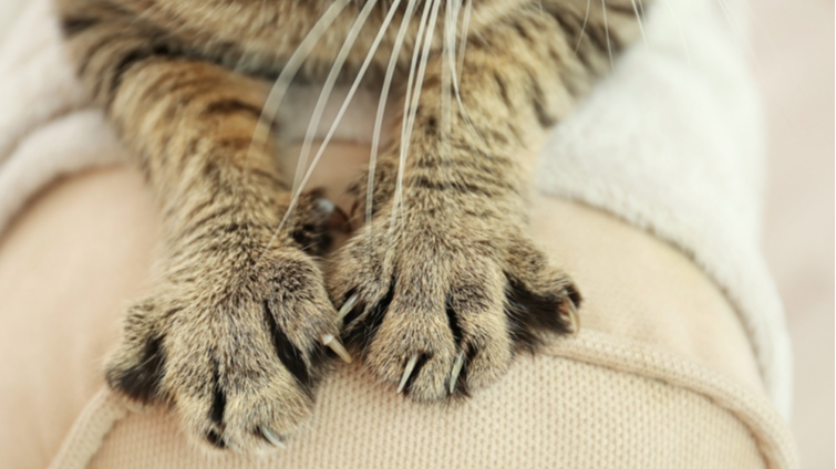 Чому кіт розминає вас лапками