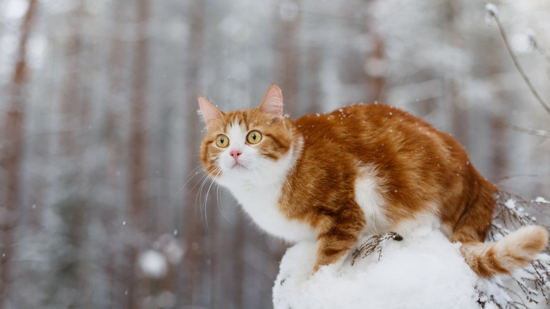 Потепління буде коротким, потім знову йдуть морози: синоптики зробили новий прогноз
