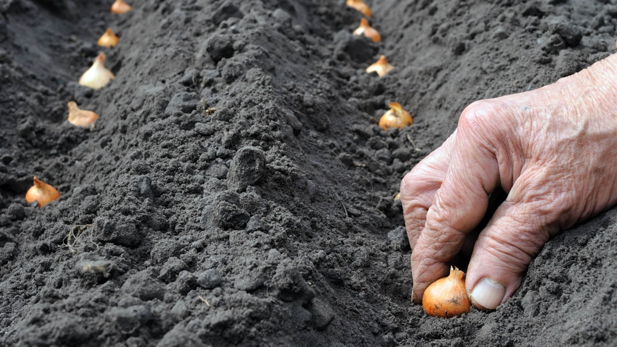 У які дні листопада 2025 не можна садити озиму цибулю: втратите врожай