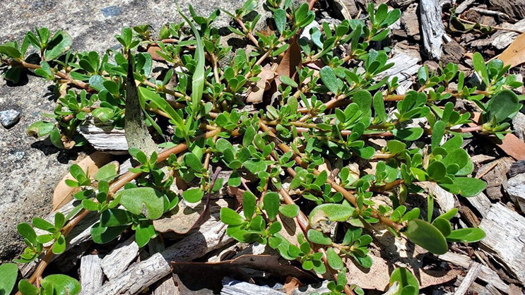 Як назавжди вивести портулак на городі: найкращі гербіциди і перевірені методи