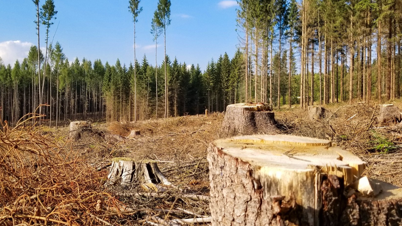 Вивіз три колоди трактором: на Волині суд покарав чоловіка за крадіжку деревини