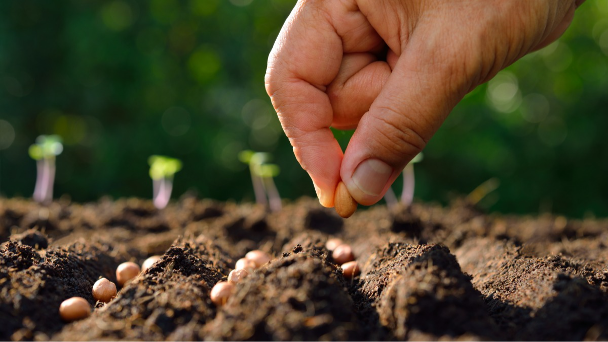 Місячний посівний календар на квітень 2026 року: що і в які дні посадити для великого врожаю