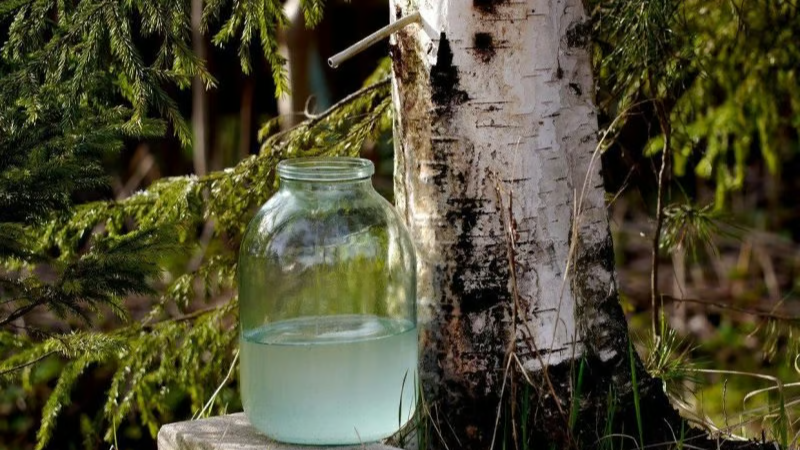 Коли починати збирати березовий сік в Україні у 2026 році та як це правильно робити